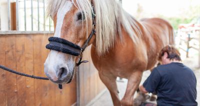 Updated recommendations on equine metabolic syndrome